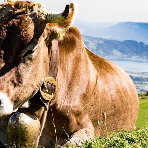 Kuh im Allgäu